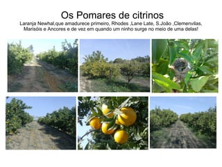 Os Pomares de citrinos Laranja Newhal,que amadurece primeiro, Rhodes ,Lane Late, S.João ,Clemenvilas, Marisóis e Ancores e de vez em quando um ninho surge no meio de uma delas! 