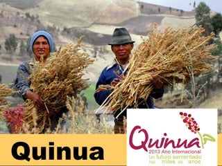 Quinua

 