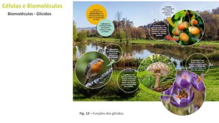 Células e Biomoléculas
Biomoléculas - Glícidos
Fig. 12 – Funções dos glícidos.
 