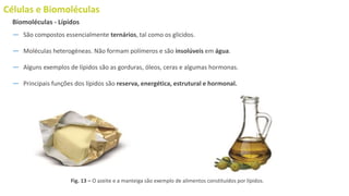 Células e Biomoléculas
― São compostos essencialmente ternários, tal como os glícidos.
― Moléculas heterogéneas. Não formam polímeros e são insolúveis em água.
― Alguns exemplos de lípidos são as gorduras, óleos, ceras e algumas hormonas.
― Principais funções dos lípidos são reserva, energética, estrutural e hormonal.
Biomoléculas - Lípidos
Fig. 13 – O azeite e a manteiga são exemplo de alimentos constituídos por lípidos.
 