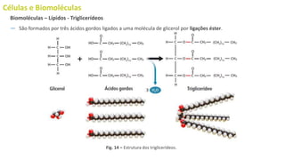 Células e Biomoléculas
― São formados por três ácidos gordos ligados a uma molécula de glicerol por ligações éster.
Biomoléculas – Lípidos - Triglicerídeos
Fig. 14 – Estrutura dos triglicerídeos.
 