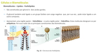 Células e Biomoléculas
― São constituídos por glicerol e dois ácidos gordos.
― O glicerol também está ligado a um grupo fosfato com carga negativa que, por sua vez, pode estar ligado a um
outro composto.
― Apresentam uma região apolar – hidrofóbica – e outra região polar – hidrofílica. Estas moléculas designam-se por
anfipáticas. Por essa razão são os principais constituintes das biomoléculas.
Biomoléculas – Lípidos - Fosfolípidos
Fig. 15 – Estrutura dos fosfolípidos.
 
