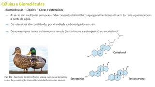 Células e Biomoléculas
― As ceras são moléculas complexas. São compostos hidrofóbicos que geralmente constituem barreiras que impedem
a perda de água.
Biomoléculas – Lípidos – Ceras e esteroides
Colesterol
Testosterona
Estrogénio
― Os esteroides são constituídos por 4 anéis de carbono ligados entre si.
― Como exemplos temos as hormonas sexuais (testosterona e estrogénios) ou o colesterol.
Fig. 16 – Exemplo do dimorfismo sexual num casal de patos-
reais. Representação das moléculas das hormonas sexuais.
 