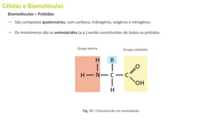 Células e Biomoléculas
― São compostos quaternários, com carbono, hidrogénio, oxigénio e nitrogénio.
― Os monómeros são os aminoácidos (a.a.) sendo constituintes de todos os prótidos.
Biomoléculas – Prótidos
Fig. 17 – Estrutura de um aminoácido.
Grupo amina Grupo carboxilo
 