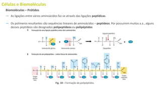 Células e Biomoléculas
― As ligações entre vários aminoácidos faz-se através das ligações peptídicas.
― Os polímeros resultantes são sequências lineares de aminoácidos – peptídeos. Por possuírem muitos a.a., alguns
desses peptídeos são designados polipeptídeos ou polipéptidos
Biomoléculas – Prótidos
Fig. 18 – Formação de polipéptidos.
 