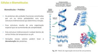 Células e Biomoléculas
― As proteínas são unidades funcionais constituídas
por um ou vários polipéptidos com uma
estrutura tridimensional que determina a função.
― Essa estrutura resulta de uma organização
espacial que vai aumentando de complexidade.
― Esta estrutura tridimensional é estável dentro de
certos limites de temperatura ou pH.
― Variações nesses valores podem levar à
desnaturação das proteínas.
Biomoléculas – Prótidos
Fig. 19 – Níveis de organização estrutural de uma proteína.
 