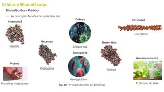 Células e Biomoléculas
― As principais funções dos prótidos são:
Biomoléculas – Prótidos
Hormonal
Transporte
Armazenamento
Defesa
Enzimática
Recetora
Estrutural
Motora
Pepsina
Queratina
Proteínas do leite
Rodopsina
Anticorpos
Insulina
Proteínas musculares
Hemoglobina
Fig. 20 – Principais funções das proteínas.
 