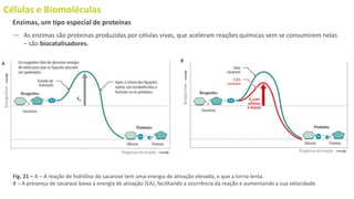 Células e Biomoléculas
― As enzimas são proteínas produzidas por células vivas, que aceleram reações químicas sem se consumirem nelas
– são biocatalisadores.
Enzimas, um tipo especial de proteínas
Fig. 21 – A – A reação de hidrólise da sacarose tem uma energia de ativação elevada, o que a torna lenta.
B – A presença de sacarase baixa a energia de ativação (EA), facilitando a ocorrência da reação e aumentando a sua velocidade.
 