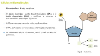 Células e Biomoléculas
― Os ácidos nucleicos – ácido desoxirribonucleico (DNA) e o
ácido ribonucleico (RNA) – codificam a estrutura e
funcionamento de qualquer organismo.
― O DNA armazena e transmite a informação genética.
― O RNA participa na conversão dessa informação em proteínas.
― Os monómeros são os nucleótidos, sendo o DNA e o RNA os
polímeros.
Biomoléculas – Ácidos nucleicos
Fig. 23 – Nucleótido.
 