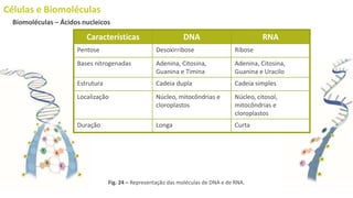 Células e Biomoléculas
Biomoléculas – Ácidos nucleicos
Fig. 24 – Representação das moléculas de DNA e de RNA.
Características DNA RNA
Pentose Desoxirribose Ribose
Bases nitrogenadas Adenina, Citosina,
Guanina e Timina
Adenina, Citosina,
Guanina e Uracilo
Estrutura Cadeia dupla Cadeia simples
Localização Núcleo, mitocôndrias e
cloroplastos
Núcleo, citosol,
mitocôndrias e
cloroplastos
Duração Longa Curta
 
