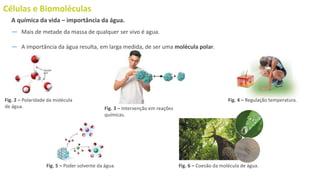 Células e Biomoléculas
― Mais de metade da massa de qualquer ser vivo é agua.
― A importância da água resulta, em larga medida, de ser uma molécula polar.
A química da vida – importância da água.
+ +
Fig. 2 – Polaridade da molécula
de água. Fig. 3 – Intervenção em reações
químicas.
Fig. 4 – Regulação temperatura.
Fig. 5 – Poder solvente da água. Fig. 6 – Coesão da molécula de água.
 