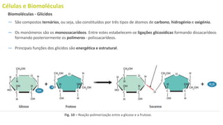Células e Biomoléculas
― São compostos ternários, ou seja, são constituídos por três tipos de átomos de carbono, hidrogénio e oxigénio.
― Os monómeros são os monossacarídeos. Entre estes estabelecem-se ligações glicosídicas formando dissacarídeos
formando posteriormente os polímeros - polissacarídeos.
― Principais funções dos glícidos são energética e estrutural.
Biomoléculas - Glícidos
Fig. 10 – Reação polimerização entre a glicose e a frutose.
 