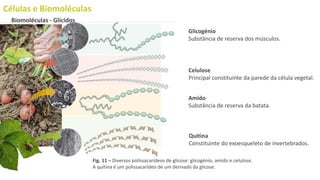 Células e Biomoléculas
Biomoléculas - Glícidos
Glicogénio
Substância de reserva dos músculos.
Celulose
Principal constituinte da parede da célula vegetal.
Amido
Substância de reserva da batata.
Quitina
Constituinte do exoesqueleto de invertebrados.
Fig. 11 – Diversos polissacarídeos de glicose: glicogénio, amido e celulose.
A quitina é um polissacarídeo de um derivado da glicose.
 