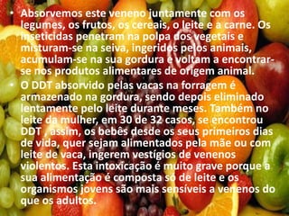 • Absorvemos este veneno juntamente com os
legumes, os frutos, os cereais, o leite e a carne. Os
inseticidas penetram na polpa dos vegetais e
misturam-se na seiva, ingeridos pelos animais,
acumulam-se na sua gordura e voltam a encontrar-
se nos produtos alimentares de origem animal.
• O DDT absorvido pelas vacas na forragem é
armazenado na gordura, sendo depois eliminado
lentamente pelo leite durante meses. Também no
leite da mulher, em 30 de 32 casos, se encontrou
DDT , assim, os bebês desde os seus primeiros dias
de vida, quer sejam alimentados pela mãe ou com
leite de vaca, ingerem vestígios de venenos
violentos. Esta intoxicação é muito grave porque a
sua alimentação é composta só de leite e os
organismos jovens são mais sensíveis a venenos do
que os adultos.
 