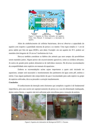 Figura 5: Esquema de filtros utilizados em aquários.
Fonte: Sera Manual: A montagem e a decoração do
aquário.
Além do estabelecimento de colônias bacterianas, deve-se observar a capacidade do
aquário com respeito a quantidade máxima de peixes a se manter. Uma regra simples é: 1 cm de
peixe adulto por litro de água (SERA, sem data). Exemplo: em um aquário de 20 L podem ser
mantidos dois kinguios de 10 cm ou 5 molinésias de 4 cm.
Deve-se também considerar os hábitos dos animais que nem sempre são possibilitam
serem mantidos juntos. Alguns peixes são excessivamente agressivos, como os ciclídeos africanos.
Já outros de grande porte podem alimentar-se de indivíduos menores. Há diversas recomendações
de compatibilidade entre espécies em manuais de aquarismo.
Embora as recomendações acima sejam importantes a quem está iniciando no
aquarismo, sempre será necessário o monitoramento dos parâmetros da água como pH, amônia e
nitrito. Caso algum parâmetro não esteja dentro do que é recomendado para cada espécie ou grupo
de espécies cultivadas, deve-se proceder a correção imediatamente.
Conclusões
O conhecimento da interação entre elementos que compõem o aquário é de fundamental
importância, pois caso ocorra um superpovoamento de peixes ou o uso de alimentação inadequada,
dentre outros fatores, o aquário não terá suficiente ação microbiana para a remoção da amônia.
Figura 6: Aquários do Laboratório de Biologia da EEEP J. I. Nocrato
 