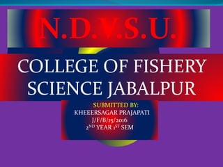 N.D.V.S.U.
COLLEGE OF FISHERY
SCIENCE JABALPUR
SUBMITTED BY:
KHEEERSAGAR PRAJAPATI
J/F/B/15/2016
2ND YEAR 1ST SEM
 