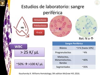 > 25 K/ μL
Hb
ADE
Pokilocitosis
Anisocitosis
WBC
Ret: N o 
~50%  >100 K/ μL
Kaushansky K. Williams Hematology; 9th edition McGraw Hill; 2016.
Sangre Periférica
Blástos ~3 % [hasta 10%]
Progranulocitos ~4%
Mielocitos,
Metamielocitos,
Bandas
~40%
Segmentados ~35%
Estudios de laboratorio: sangre
periférica
 