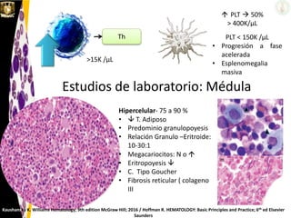 Th
>15K /μL
 PLT  50%
> 400K/μL
PLT < 150K /μL
• Progresión a fase
acelerada
• Esplenomegalia
masiva
Estudios de laboratorio: Médula
Hipercelular- 75 a 90 %
•  T. Adiposo
• Predominio granulopoyesis
• Relación Granulo –Eritroide:
10-30:1
• Megacariocitos: N o 
• Eritropoyesis 
• C. Tipo Goucher
• Fibrosis reticular ( colageno
III
Kaushansky K. Williams Hematology; 9th edition McGraw Hill; 2016 / Hoffman R. HEMATOLOGY: Basic Principles and Practice; 6th ed Elsevier
Saunders
 