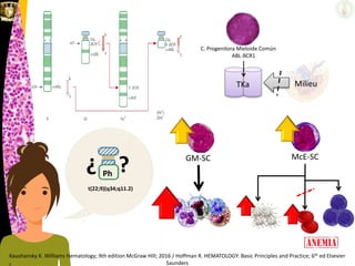 t(22;9)(q34;q11.2)
Ph¿ ?
Kaushansky K. Williams Hematology; 9th edition McGraw Hill; 2016 / Hoffman R. HEMATOLOGY: Basic Principles and Practice; 6th ed Elsevier
Saunders
C. Progenitora Mieloide Común
ABL-BCR1
TKa Milieu
GM-SC McE-SC
 