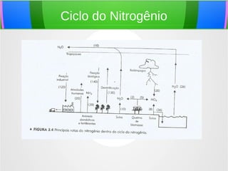Ciclo do Nitrogênio
 