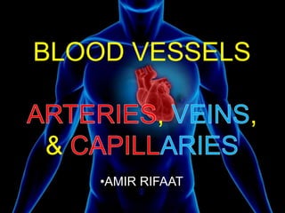BLOOD VESSELS
, ,
&
•AMIR RIFAAT
 