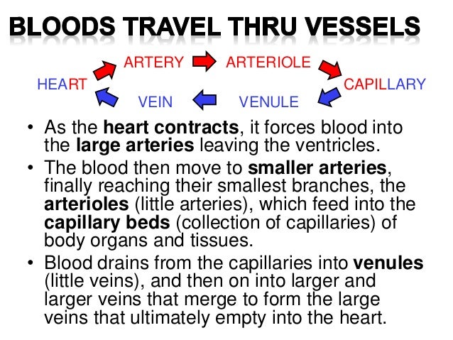 blood vessels arteries veins and capillaries very small vessels that collect blood from the capillaries and join to form veins are