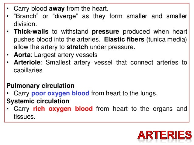 blood vessels arteries veins and capillaries very small vessels that collect blood from the capillaries and join to form veins are