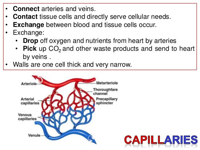 Blood vessels: Arteries, Veins and Capillaries