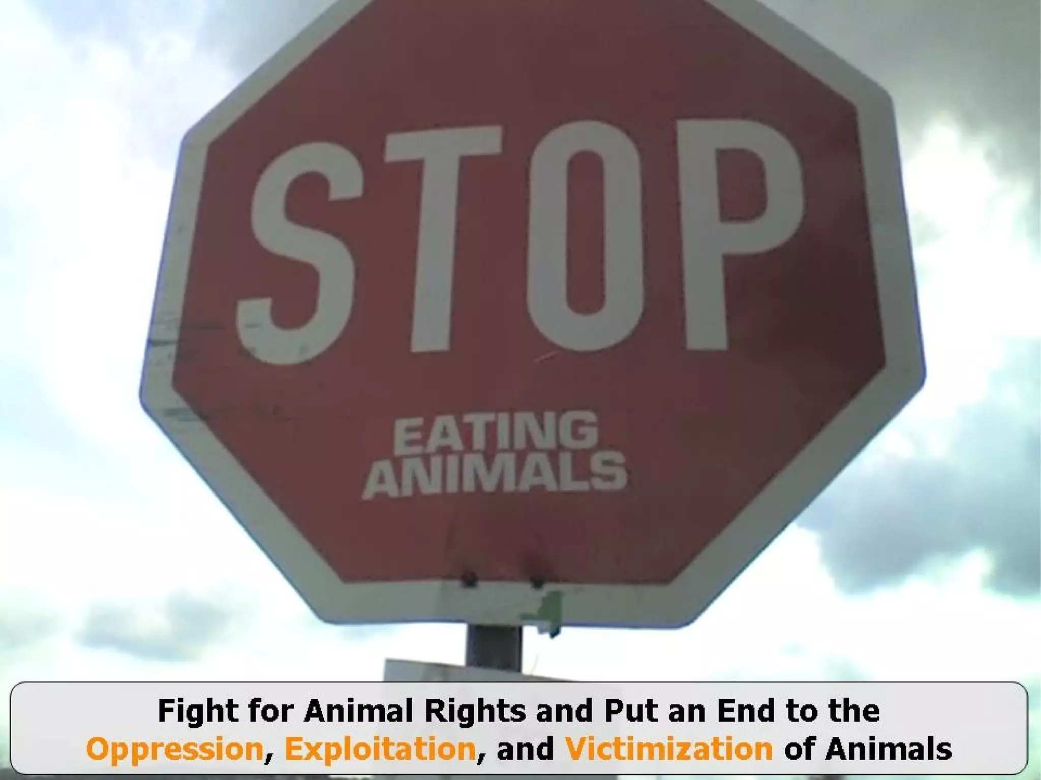 Animal Rights - Basics | PDF