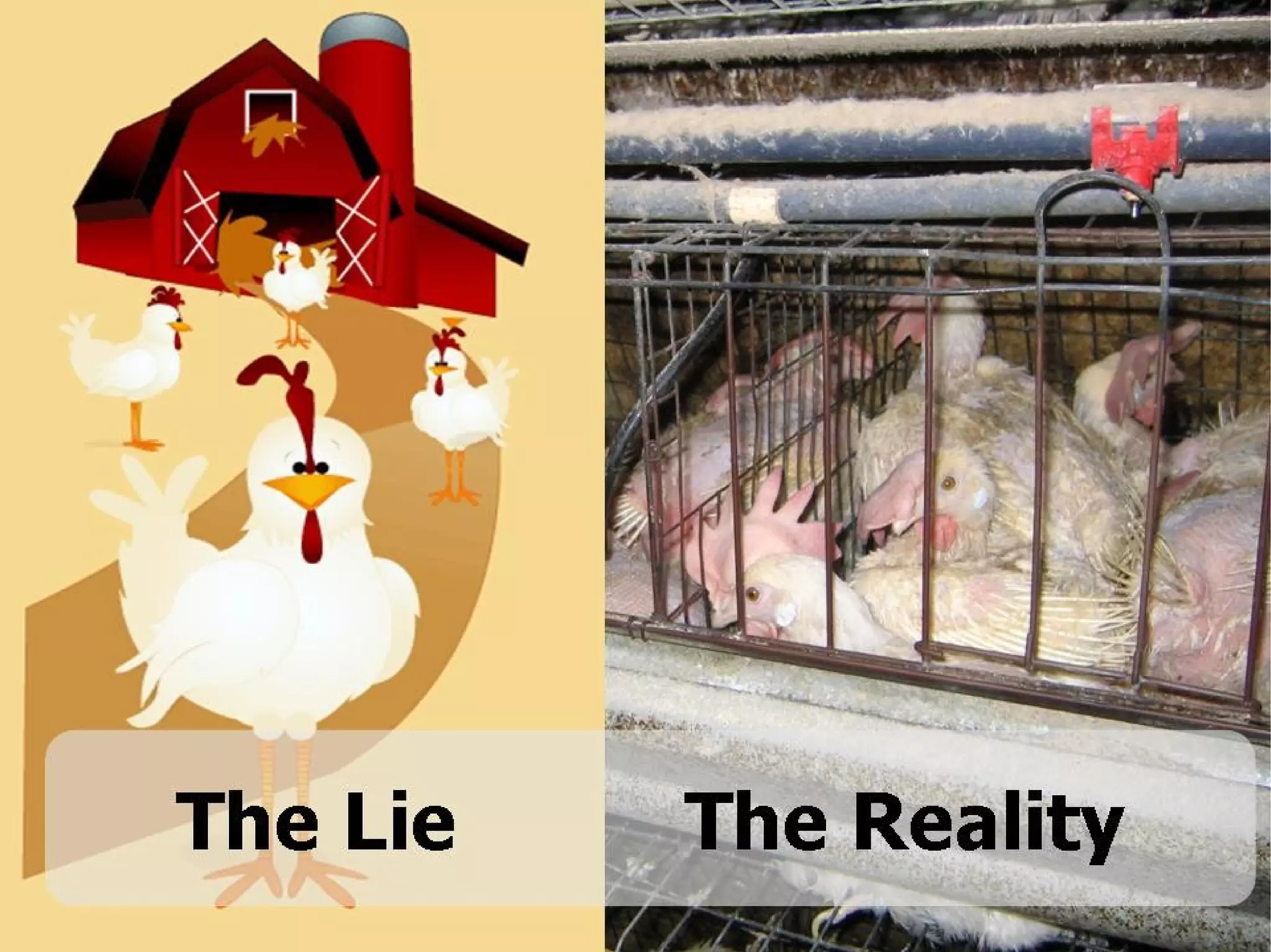 Animal Rights - Basics | PDF