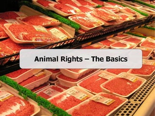 Animal Rights - Basics