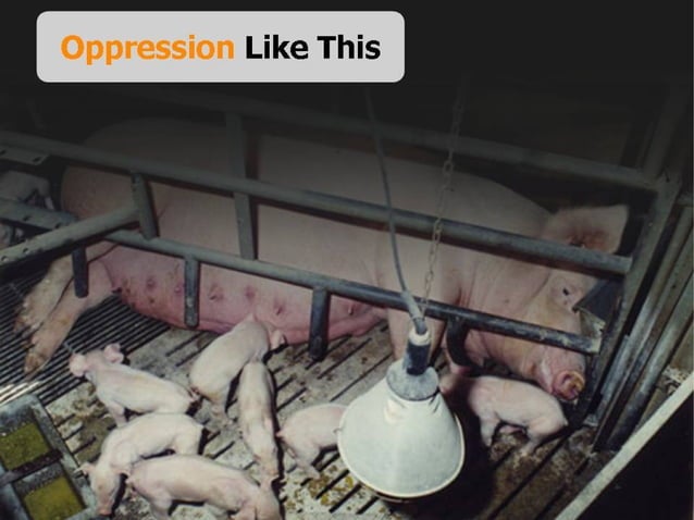 Animal Rights - Basics | PDF