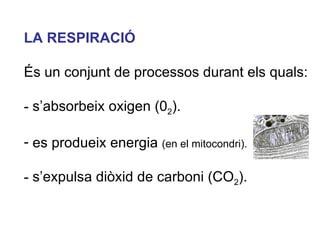 <ul><li>LA RESPIRACIÓ </li></ul><ul><li>És un conjunt de processos durant els quals: </li></ul><ul><li>s’absorbeix oxigen ...