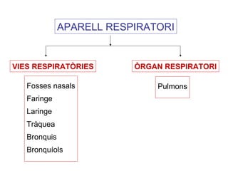 APARELL RESPIRATORI VIES RESPIRATÒRIES ÒRGAN RESPIRATORI Fosses nasals Faringe Laringe Tràquea Bronquis Bronquíols Pulmons 