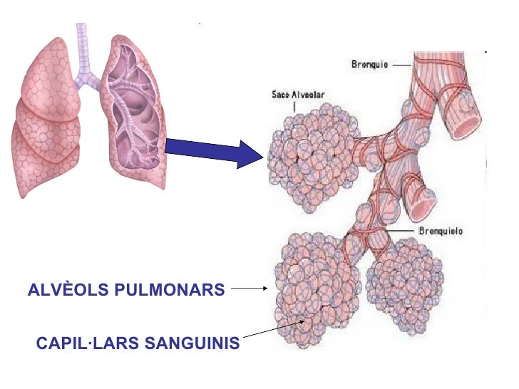 Resultat d'imatges de pulmons i alvèols