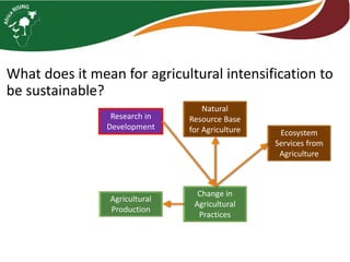 Sustainable intensification indicator framework for Africa RISING