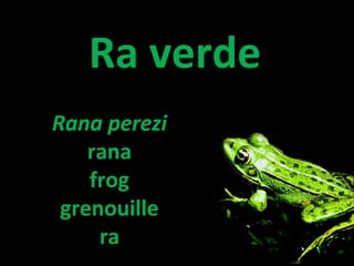 Ra verde
Rana perezi
rana
frog
grenouille
ra
 