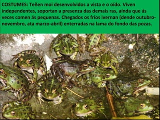 COSTUMES: Teñen moi desenvolvidos a vista e o oído. Viven
independentes, soportan a presenza das demais ras, aínda que ás
veces comen ás pequenas. Chegados os fríos ivernan (dende outubro-
novembro, ata marzo-abril) enterradas na lama do fondo das pozas.
 