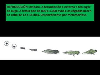 REPRODUCIÓN: ovípara. A fecundación é externa e ten lugar
na auga. A femia pon de 800 a 1.000 ovos e os cágados nacen
ao cabo de 12 a 15 días. Desenvólvense por metamorfose.
 