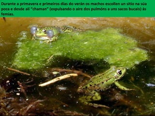 Durante a primavera e primeiros días do verán os machos escollen un sitio na súa
poza e desde alí “chaman” (expulsando o aire dos pulmóns a uns sacos bucais) ás
femias.
 