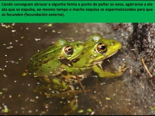 Cando conseguen abrazar a algunha femia a punto de poñer os ovos, agárranse a ela
ata que os expulsa, ao mesmo tempo o macho expulsa os espermatozoides para que
os fecunden (fecundación externa).
 