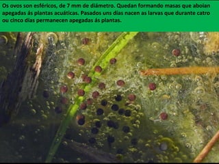 Os ovos son esféricos, de 7 mm de diámetro. Quedan formando masas que aboian
apegadas ás plantas acuáticas. Pasados uns días nacen as larvas que durante catro
ou cinco días permanecen apegadas ás plantas.
 