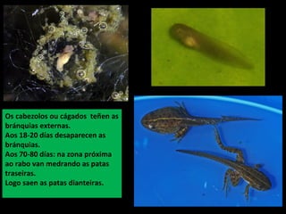 Os cabezolos ou cágados teñen as
bránquias externas.
Aos 18-20 días desaparecen as
bránquias.
Aos 70-80 días: na zona próxima
ao rabo van medrando as patas
traseiras.
Logo saen as patas dianteiras.
 
