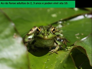 As rás fanse adultas ós 2, 3 anos e poden vivir ata 10.
 