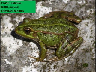 CLASE: anfibios
ORDE: anuros
FAMILIA: ránidos
 
