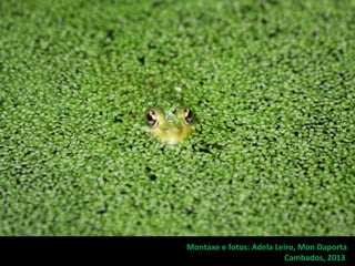 Montaxe e fotos: Adela Leiro, Mon Daporta
Cambados, 2013
 
