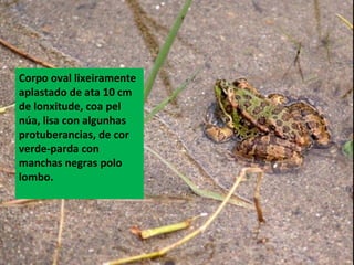 Corpo oval lixeiramente
aplastado de ata 10 cm
de lonxitude, coa pel
núa, lisa con algunhas
protuberancias, de cor
verde-parda con
manchas negras polo
lombo.
 