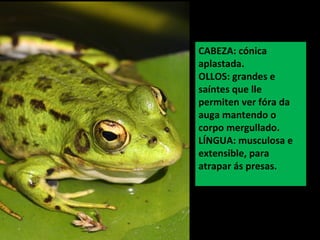 CABEZA: cónica
aplastada.
OLLOS: grandes e
saíntes que lle
permiten ver fóra da
auga mantendo o
corpo mergullado.
LÍNGUA: musculosa e
extensible, para
atrapar ás presas.
 