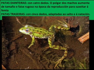 PATAS DIANTEIRAS: con catro dedos. O polgar dos machos aumenta
de tamaño e faise rugoso na época da reproducción para suxeitar á
femia
PATAS TRASEIRAS: con cinco dedos, adaptadas ao salto e á natación.
 