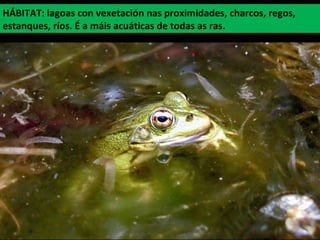 HÁBITAT: lagoas con vexetación nas proximidades, charcos, regos,
estanques, ríos. É a máis acuáticas de todas as ras.
 